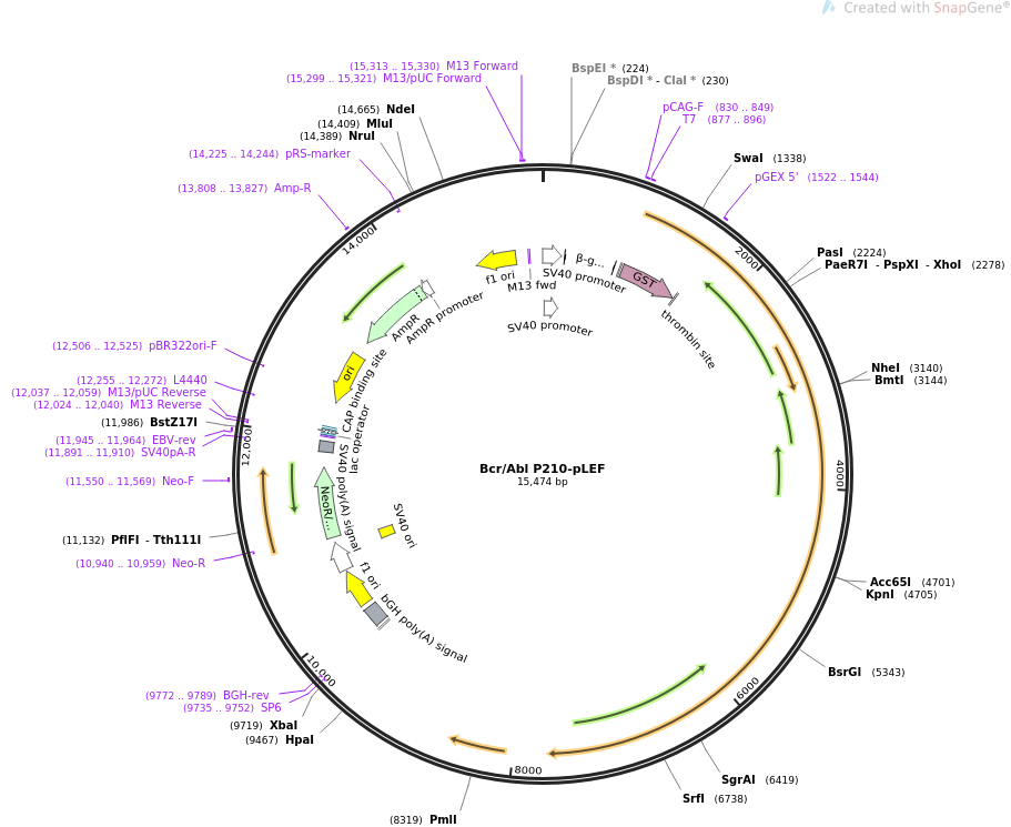 BcrAbl P210-pLEF质粒图谱